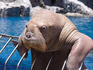 Walrus climbing in gray metal handrail
