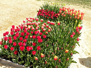 bed of assorted-color tulips HD wallpaper