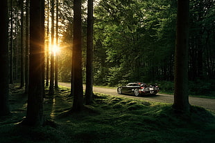 black coupe, nature, trees, forest, sunlight HD wallpaper