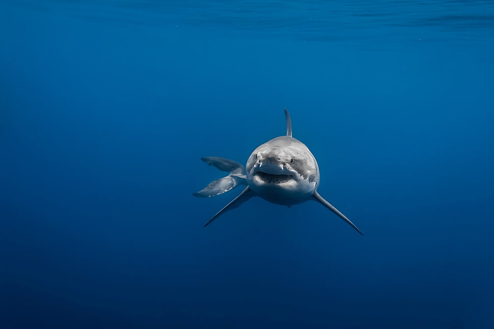 silver shark, animals, Great White Shark, underwater, sea HD wallpaper