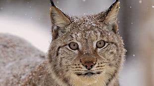close up photography of lynx HD wallpaper