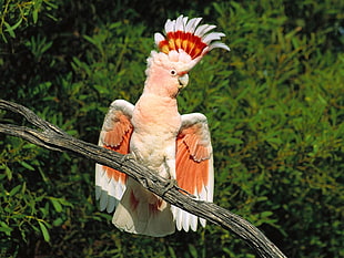 white and orange parrot on brown tree brunch