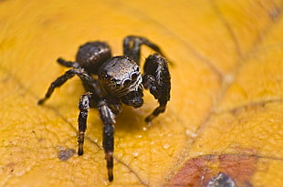 black and gray Jumping Spider on yellow leaf in closeup photo HD wallpaper