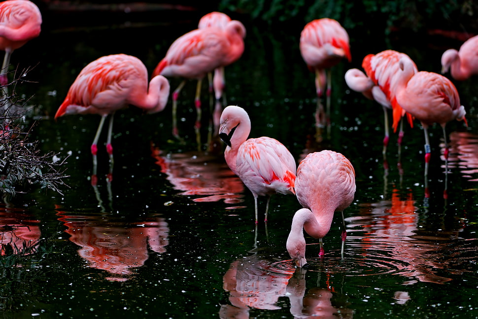 Flamingo flock, flamingoes HD wallpaper