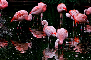 Flamingo flock, flamingoes HD wallpaper