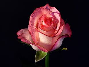 pink Rose in bloom with dew drops close-up photo