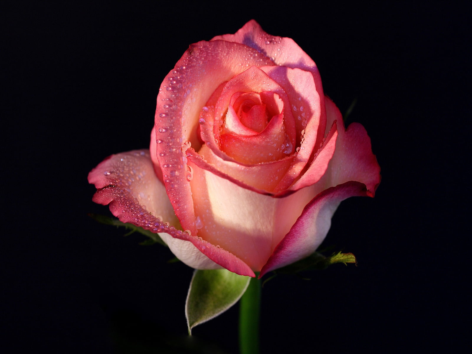 pink Rose in bloom with dew drops close-up photo