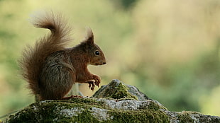 brown squirrel standing at gray rock during daytime