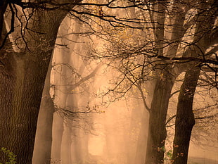 brown bare trees, forest, mist