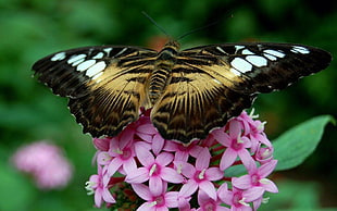 black, white, and brown butterfly perching on pink flower in close-up photography