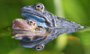 two toads on body of water