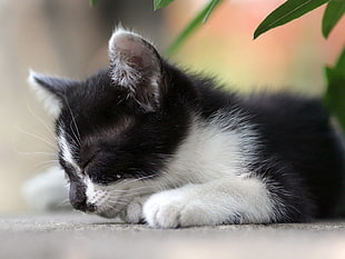 closeup photo of black and white kitten