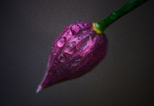 purple petaled flower, Flower, Bud, Drops