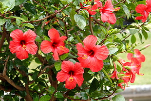 red hibiscus flowers HD wallpaper