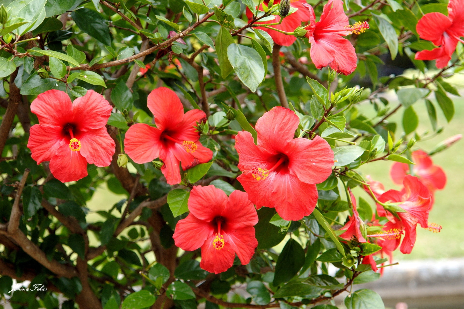 red hibiscus flowers