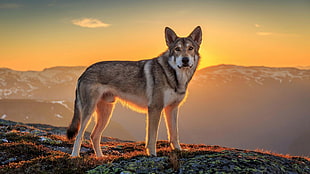 Czechoslovakian Wolfdog stands on hill at sunset