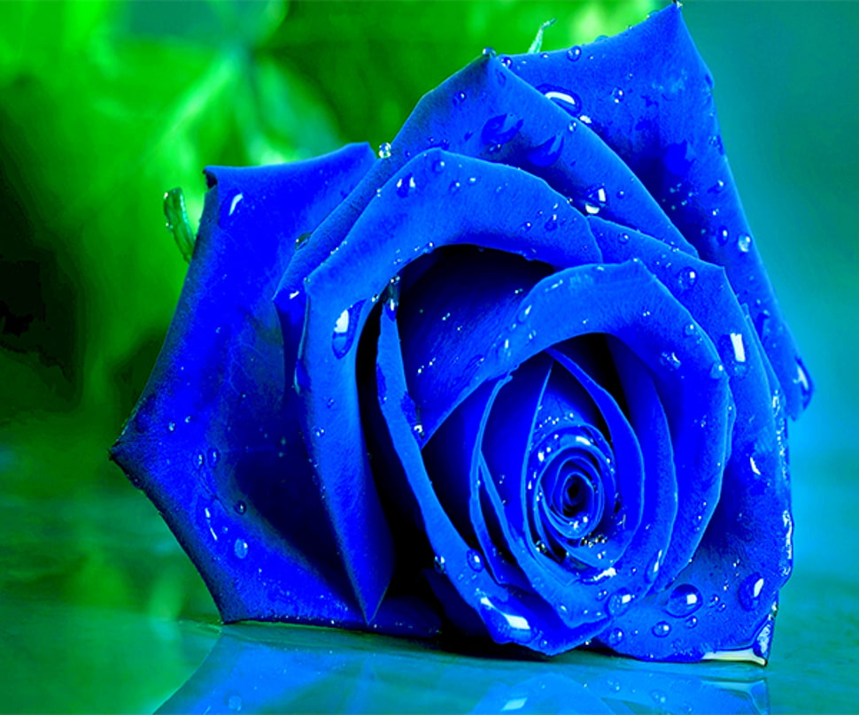 macro shot of blue rose with water droplets HD wallpaper