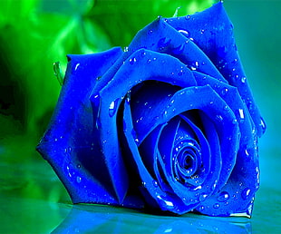 macro shot of blue rose with water droplets