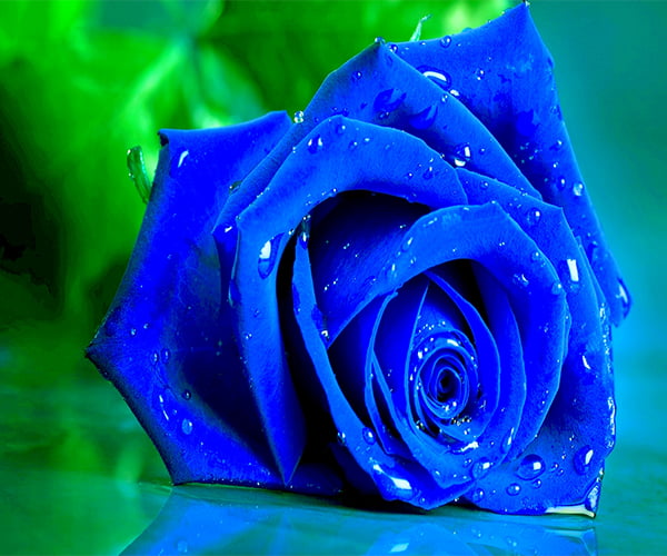 macro shot of blue rose with water droplets