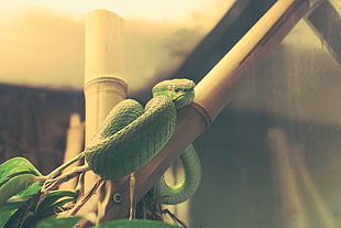 green snake, Wood snake, Snake, Terrarium