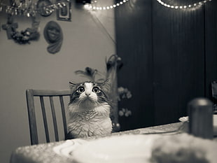 gray scaled photo of long-coated cat