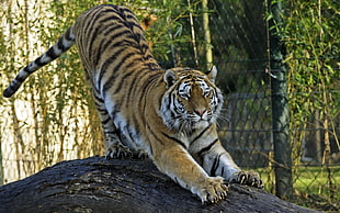 tiger on black tree trunk