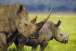 two brown and black deer head, rhino, animals