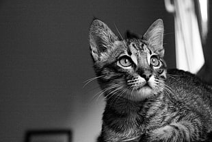 grayscale photography of tabby cat