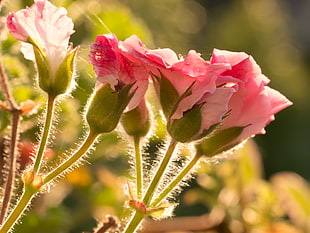 two pink flowers on stem, geranium