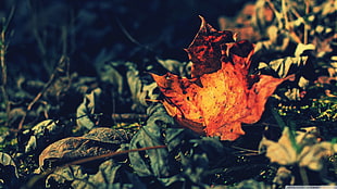orange and green leaf, nature, leaves, fall