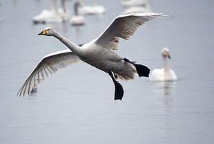 closeup photo of gray and black bird flying above body of water near white goose during daytime, whooper swan, martin mere