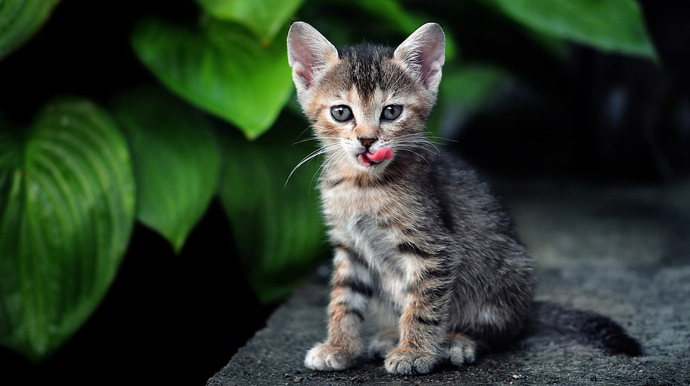 selective focus photo of grey and brown kitten HD wallpaper