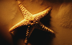 star fish on brown sand HD wallpaper