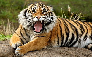 tiger, tiger, animals