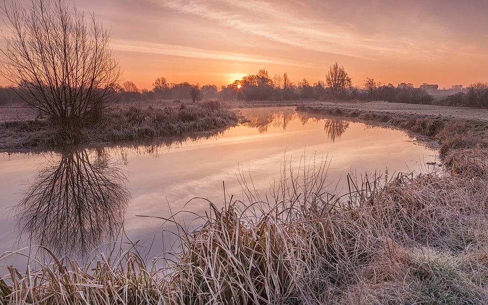 river near withered tree HD wallpaper