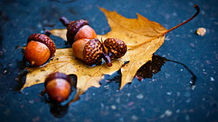 four walnuts, nuts, rain, macro, leaves HD wallpaper