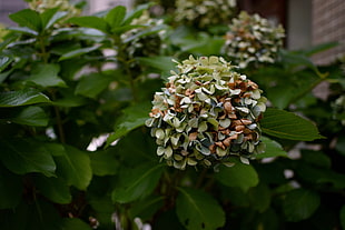white and brown cluster flower
