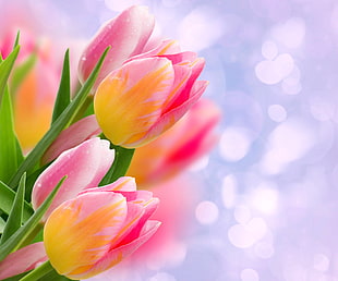 pink and yellow tulips HD wallpaper