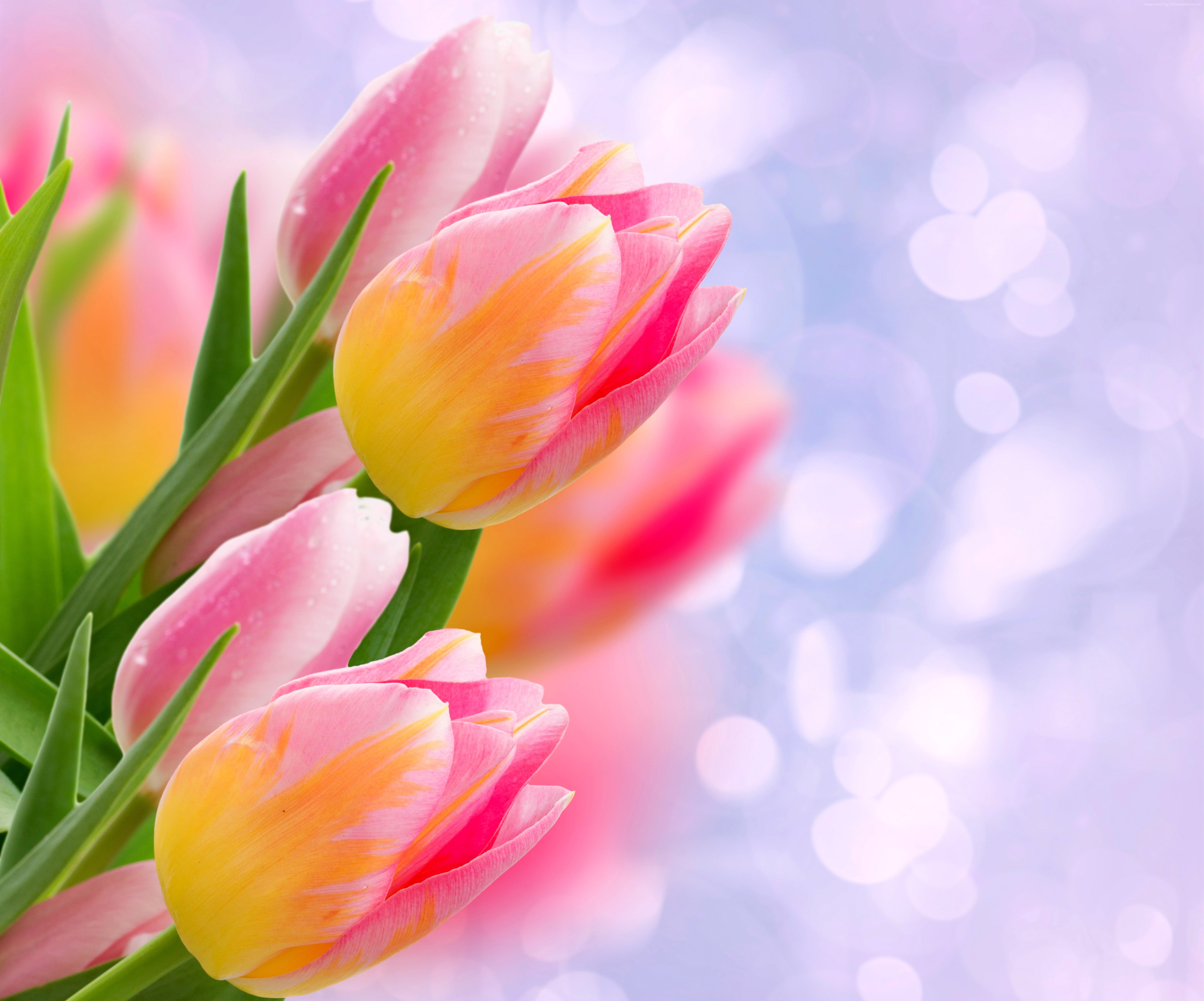 Pink And Yellow Tulips Hd Wallpaper