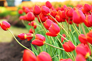 red Tulip flower field