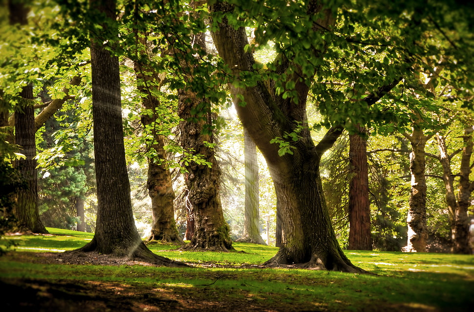 green tree HD wallpaper