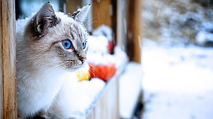 Siamese cat, cat, snow, animals, blue eyes HD wallpaper