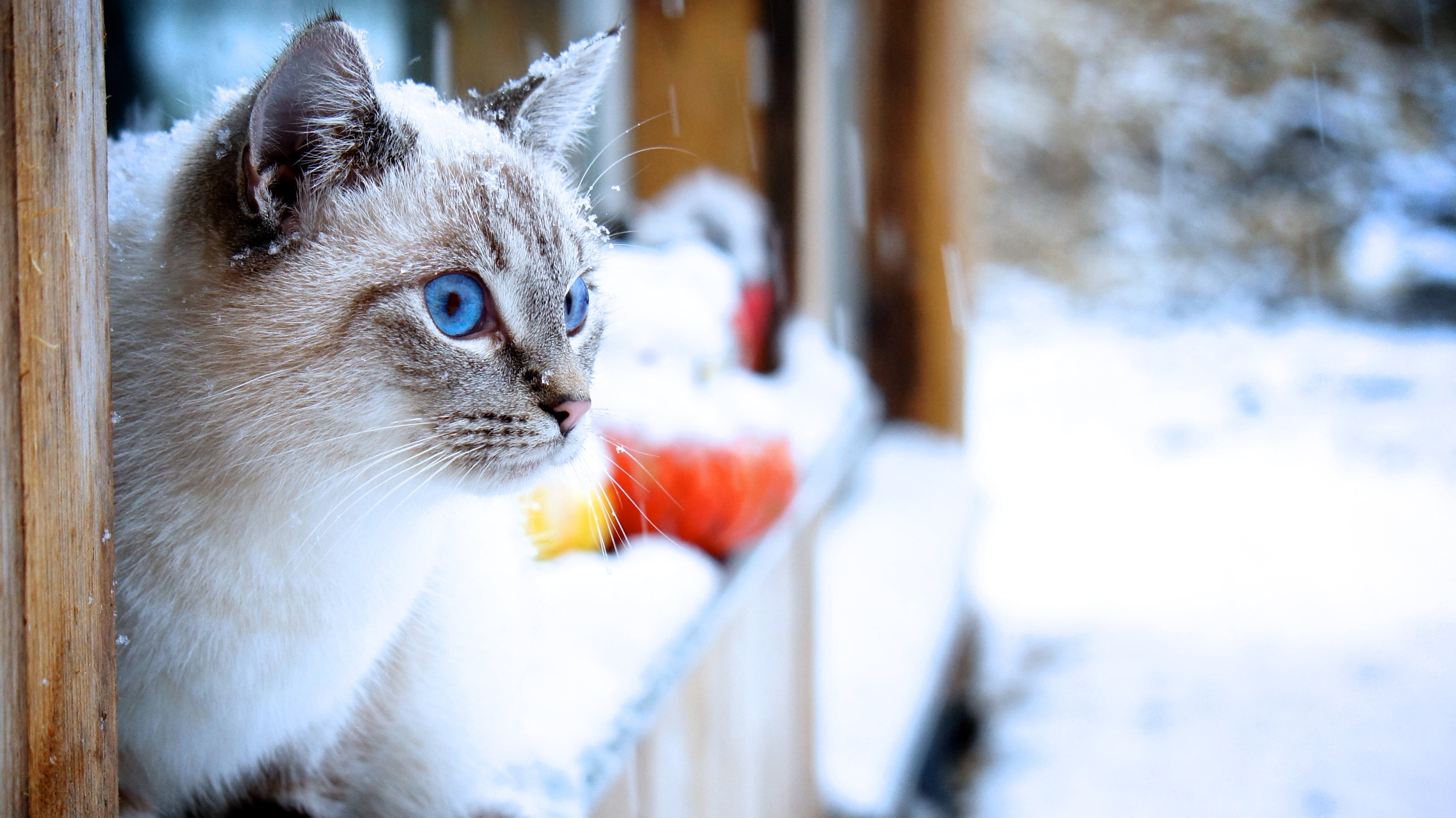 Siamese cat, cat, snow, animals, blue eyes