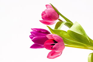 pink and green flower HD wallpaper