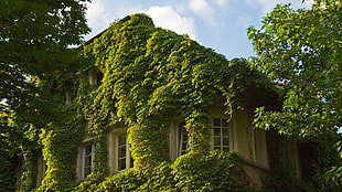 green and white concrete house, landscape, leaves, old building, plants HD wallpaper