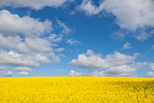landscape photography of bed of yellow flowers under cumulus clouds
