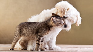 maltese and tabby kitten photo