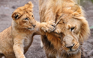 lion and lioness HD wallpaper