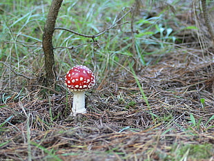 red and white mushroom on brown grass field during daytime HD wallpaper