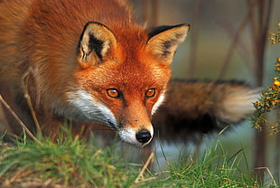 fox on grassland in tilt shift lens photography